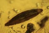 Fossil Flies (Diptera), Spider (Aranea) & Leaf In Baltic Amber #105534-2